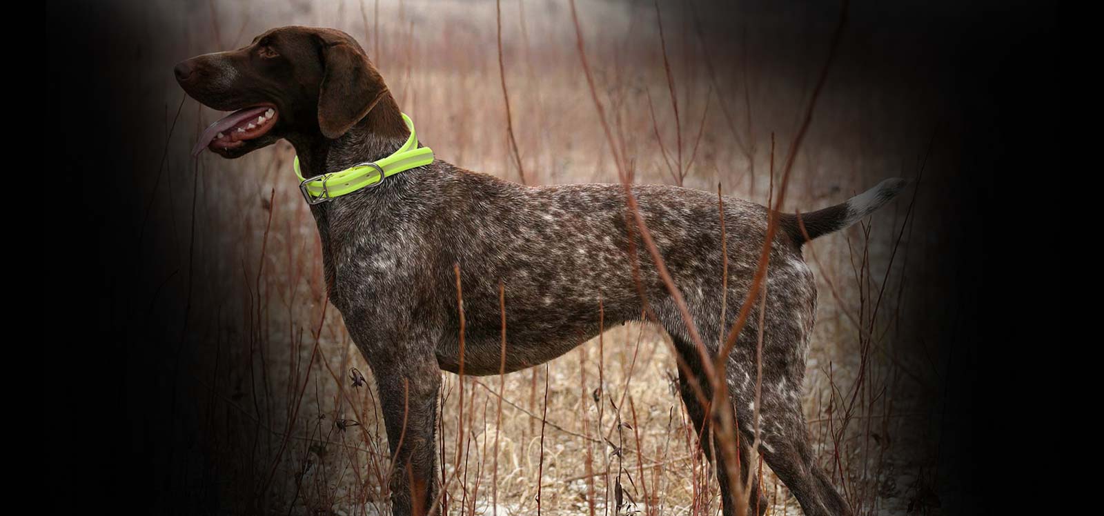 collier pour chien de chasse 