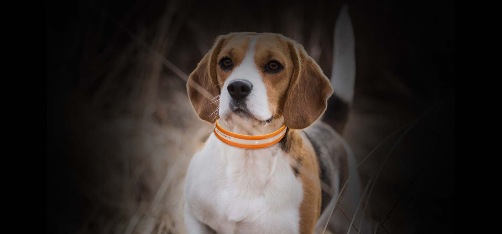 collier pour chien de chasse 