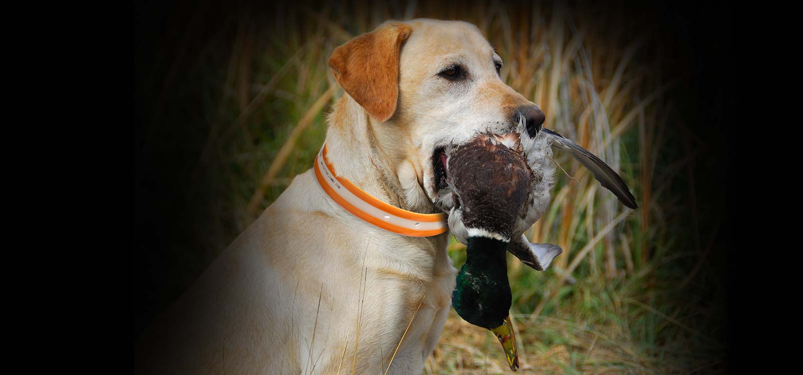 collier pour chien de chasse 