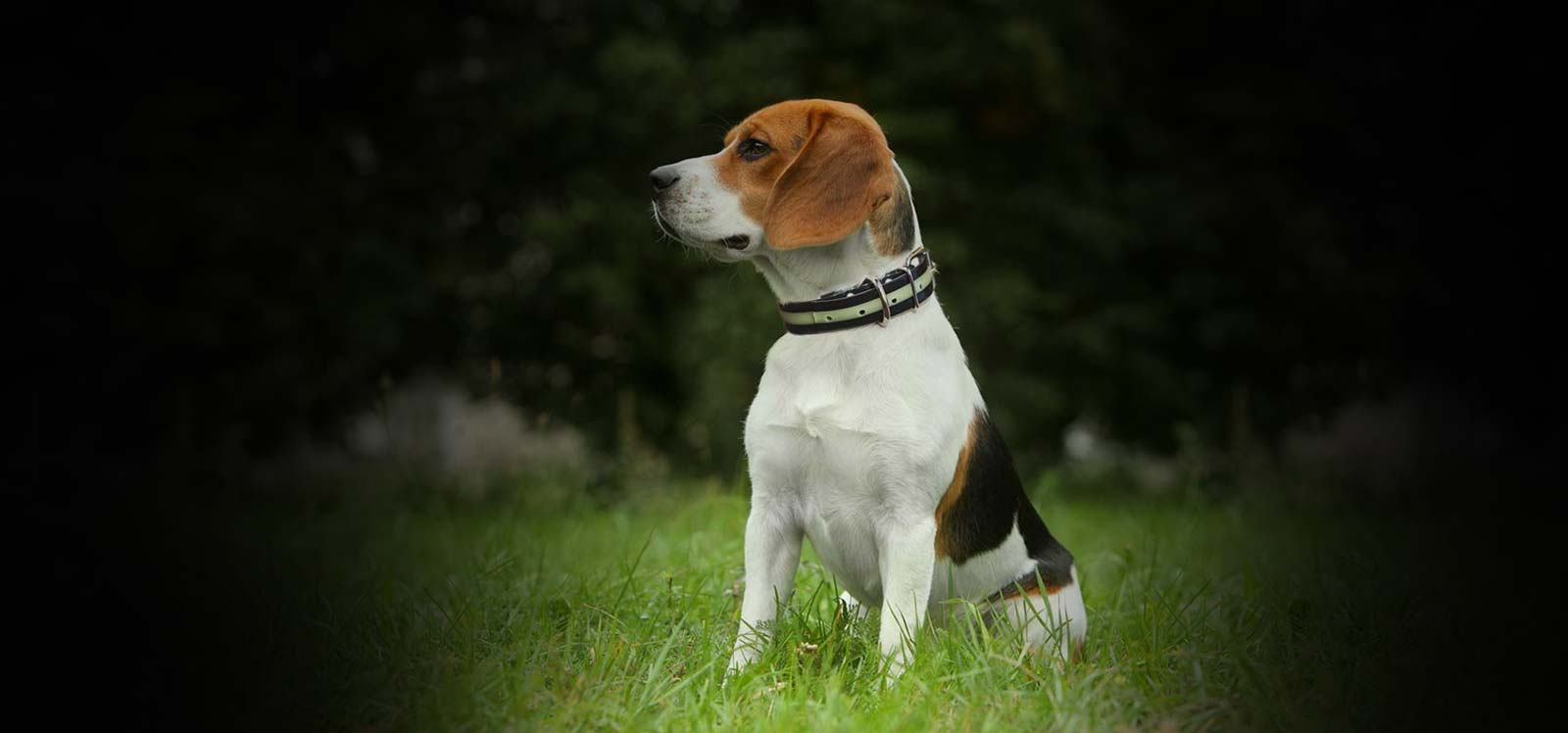 collier pour petit gros chien Basset, Berger allemand, Berger belge, Bichon, Bobtail, Bulldog, Bouvier, Boxer, Braque, Briard, Caniche, Chien de berger, Chien des Pyrénées, Chien-loup, Chihuahua, Colley, Dalmatien, Doberman, Dogue, Bulldog, Cocker, Épagneul, Fox Terrier, Golden Retriever, Setter, Griffon, Husky, King Charles, Labrador, Lévrier afghan, Loulou de Poméranie, Pékinois, Pointer, Retriever, Rottweiler, Russell, Schnauzer, Setter irlandais, Teckel, Terrier, Fox Terrier.